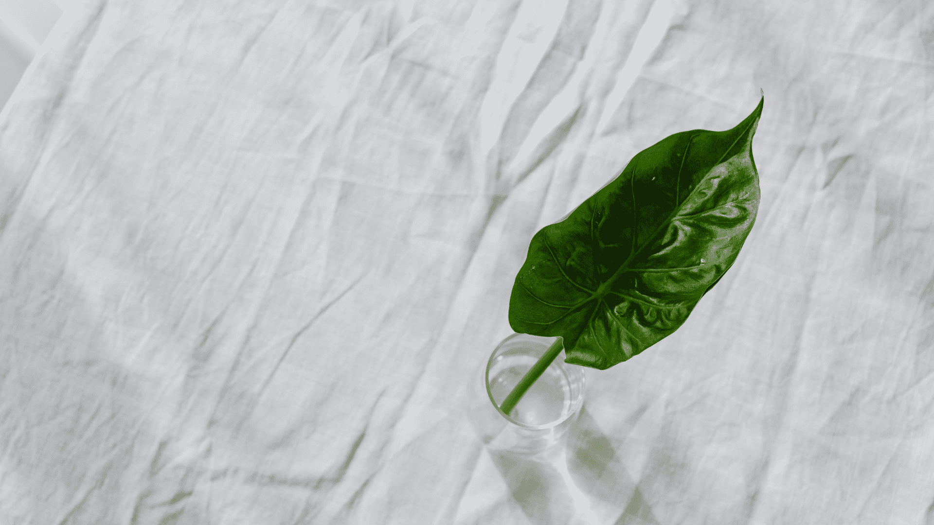 Was ist Greenwashing? Hintergründe und wie man es erkennt